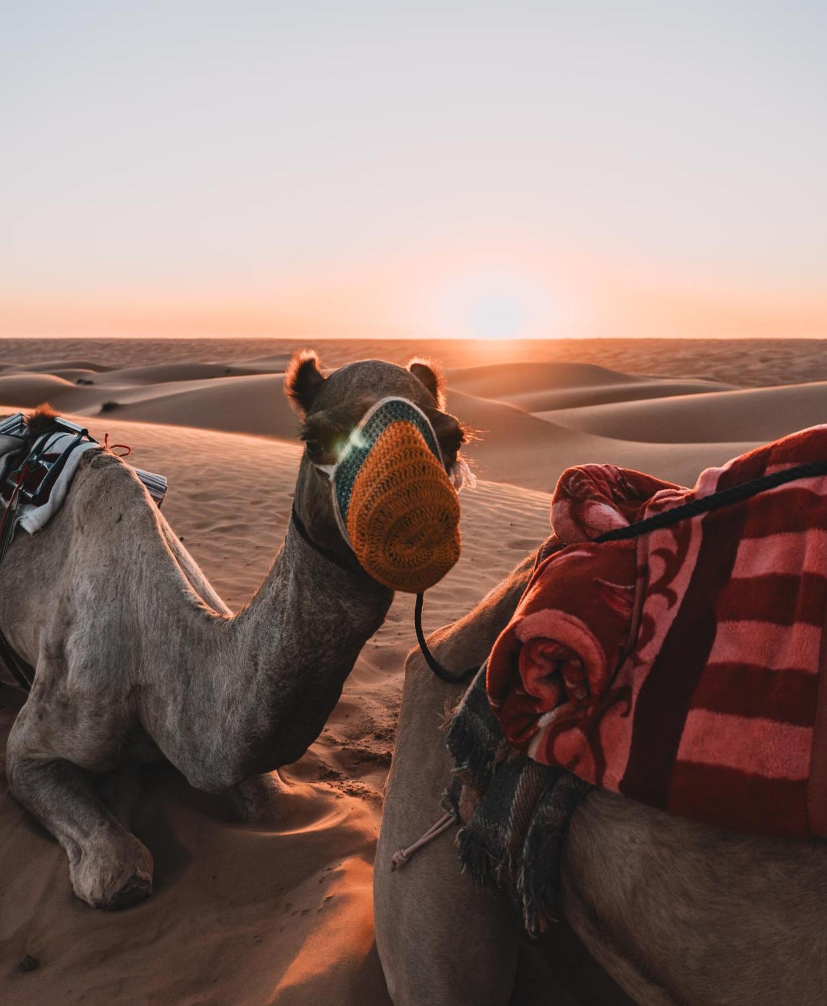Hamood Desert Private Camp Al Wāşil Exteriér fotografie